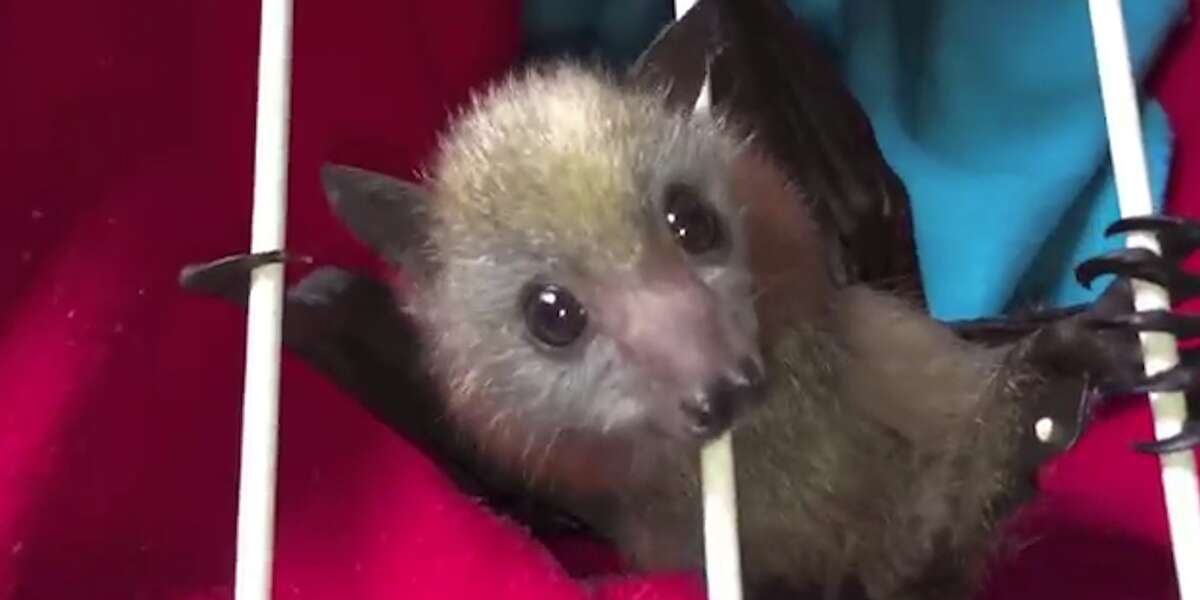 Rescued Baby Bats Grow Up Strong Videos The Dodo