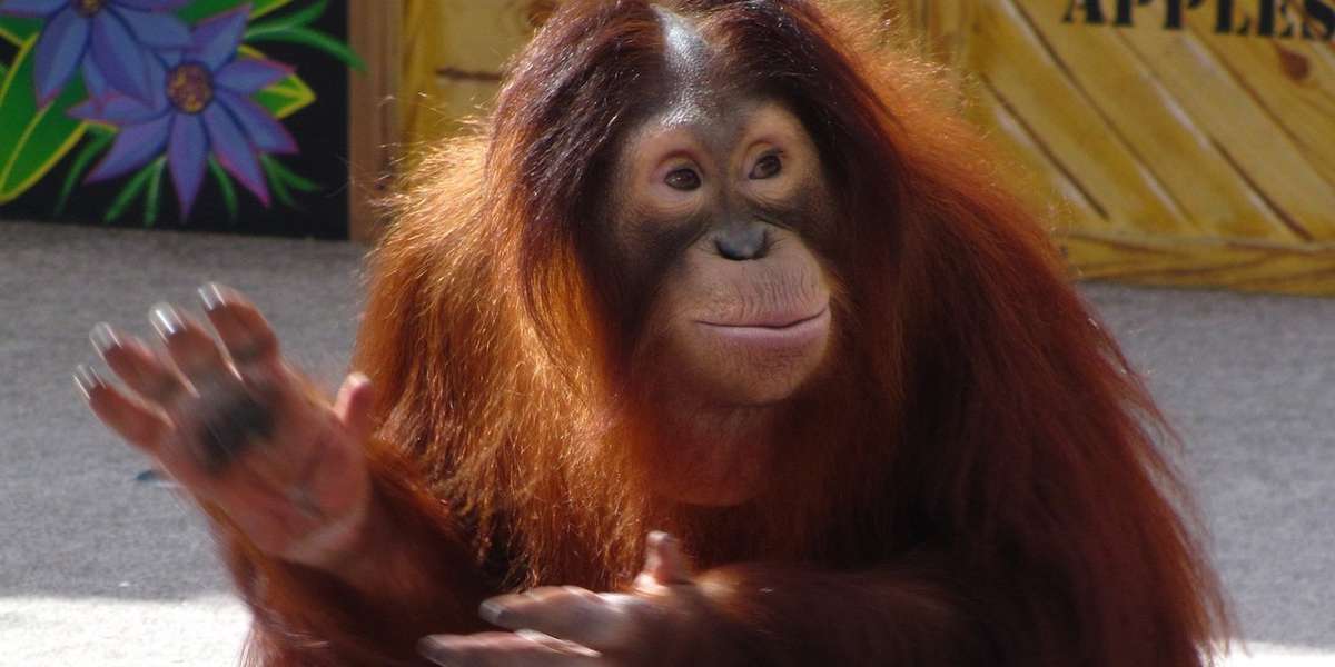 Universal Studios Theme Parks Agree To Stop Forcing Primates To Perform