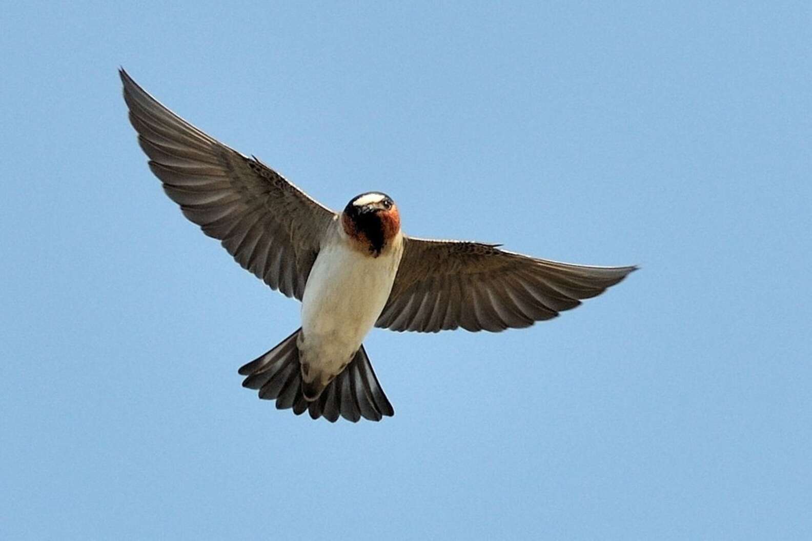 30Year Study Swallows Are More Agile Because Of Humans The Dodo