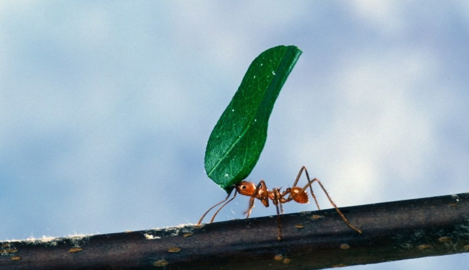 Ants Lift 5,000 Times Their Weight Because Of SuperStrong Necks The Dodo