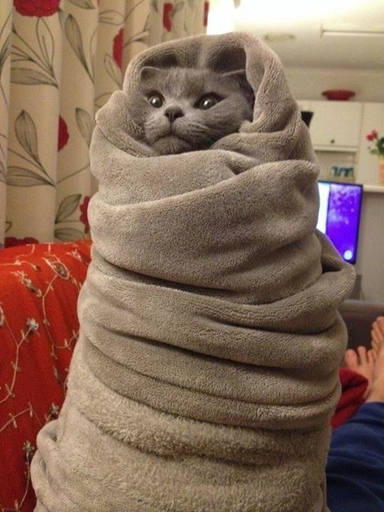 19 Cats Who Are Winning Winter By A 'Purrito' The Dodo