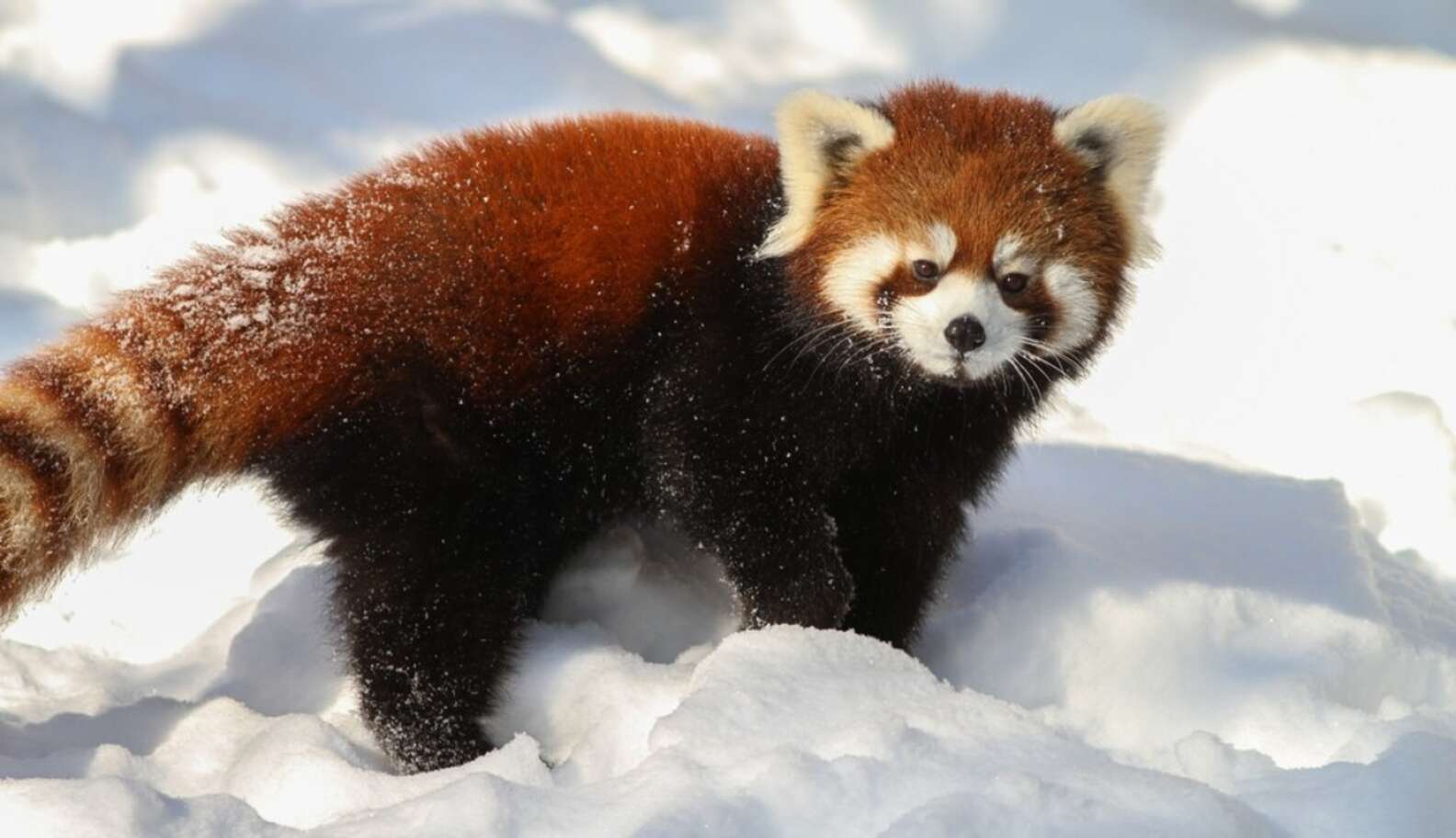 9 Things The Didn't Teach You About Red Pandas The Dodo