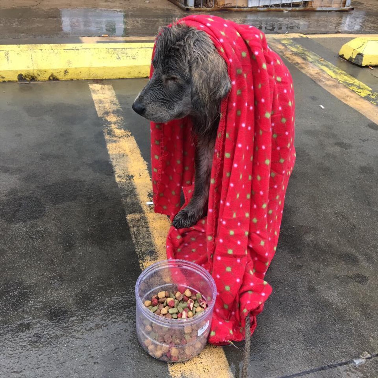Dog Abandoned In Rain Is Too Scared To Even Move The Dodo