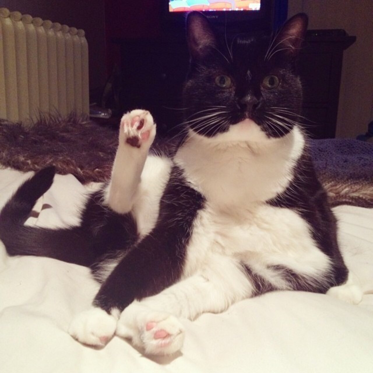 12 Cats Who Are Showing Off Their Toesies The Dodo