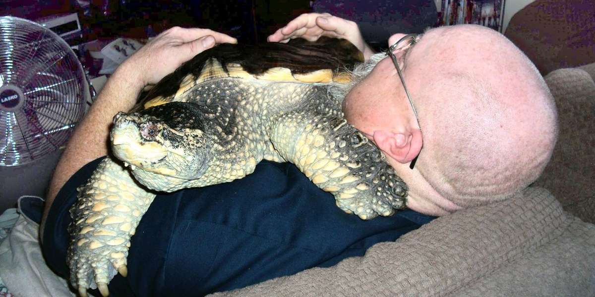 Rescued Snapping Turtle Loves To Cuddle With His Family The Dodo