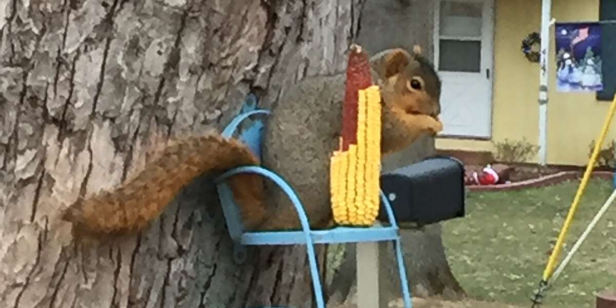 Man Builds Little Chair For Squirrels In His Backyard The Dodo