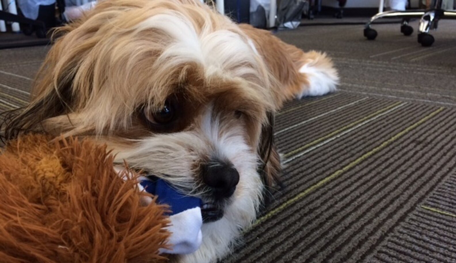 Benefits Of Bringing Dogs To Work, According To A Dog The Dodo
