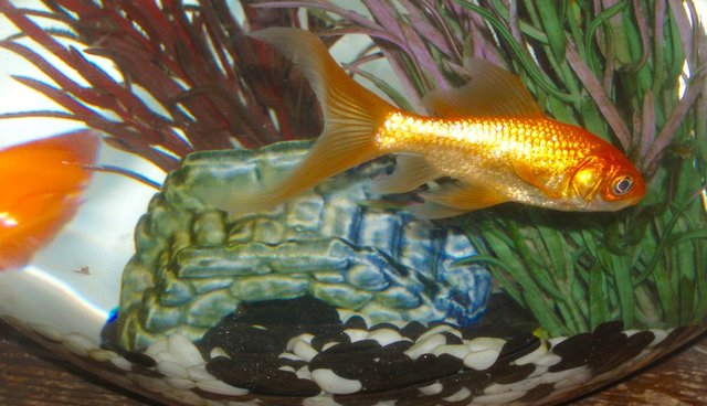 Goldfish Actually Don't Belong In Bowls The Dodo