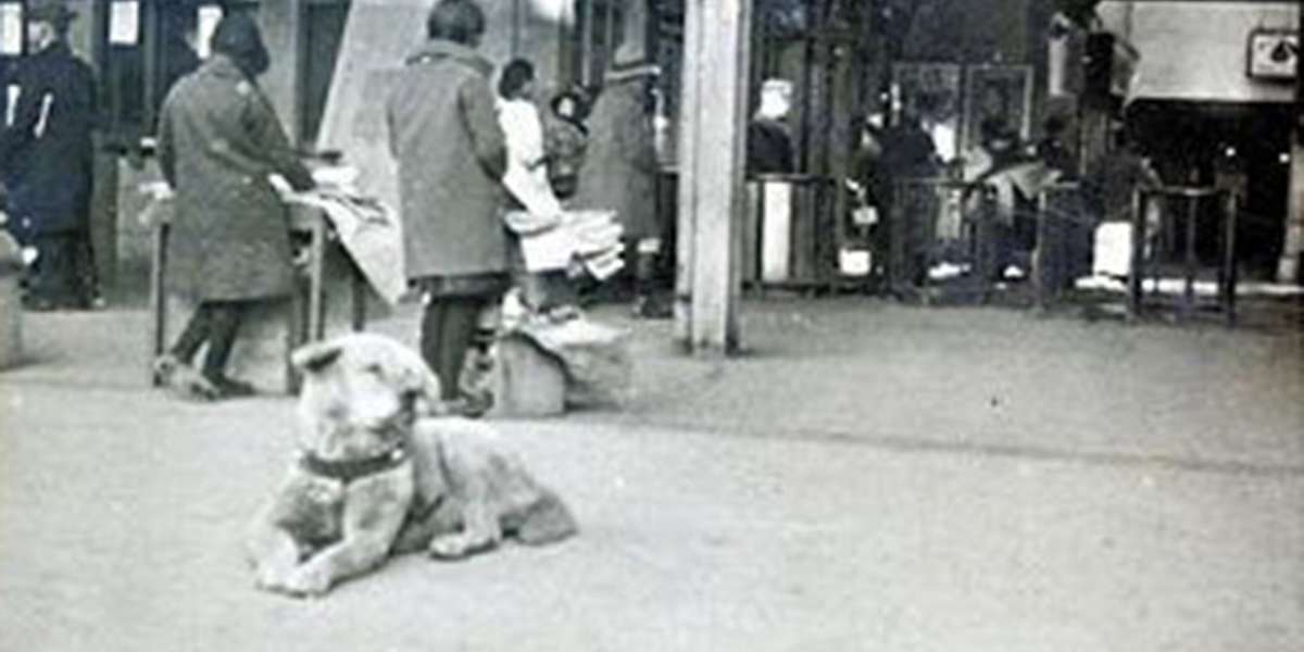 Rare Photo Surfaces Of Hachiko, The World's Most Loyal Dog The Dodo