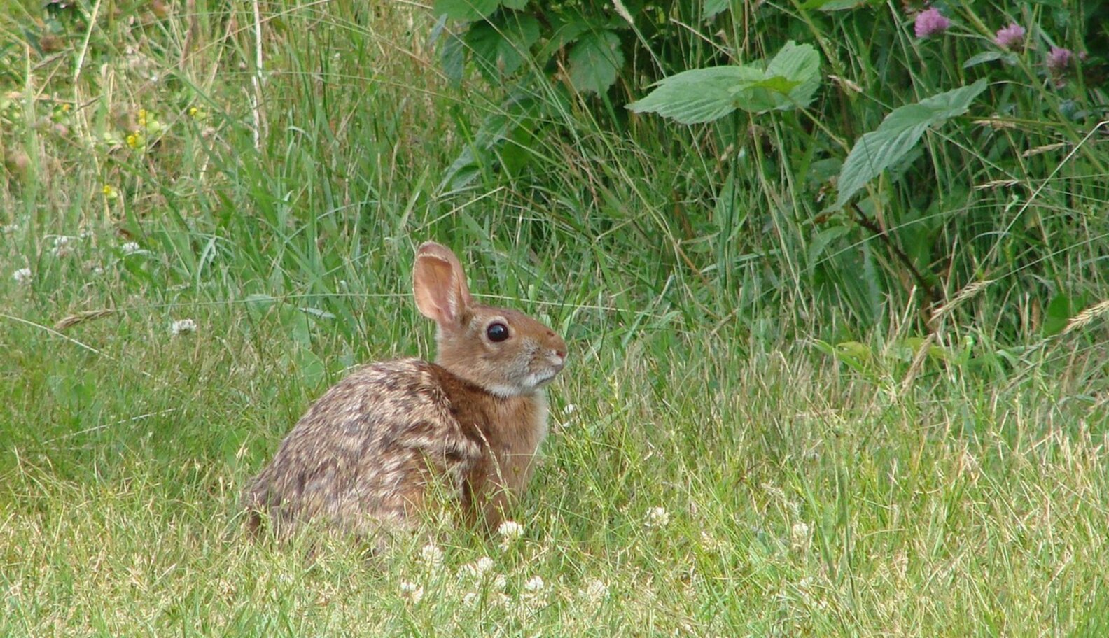 How Bunny Experts Want To Save New England's Rare Rabbits The Dodo