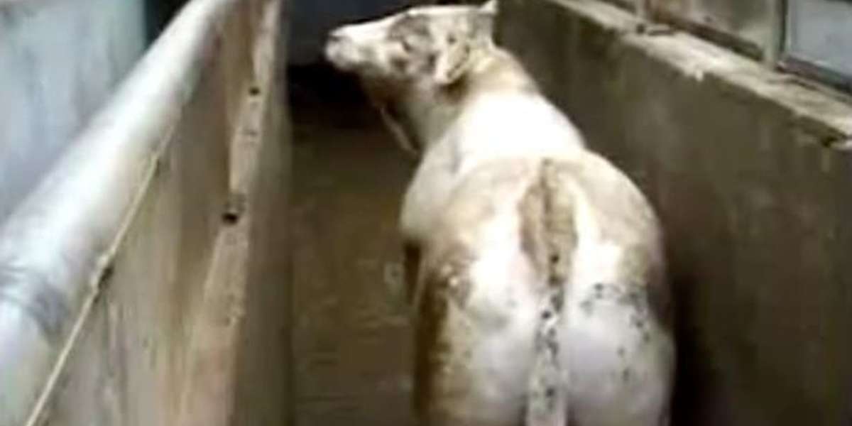 Video Captures Terror Of Slaughterhouses — Without One Drop Of Blood