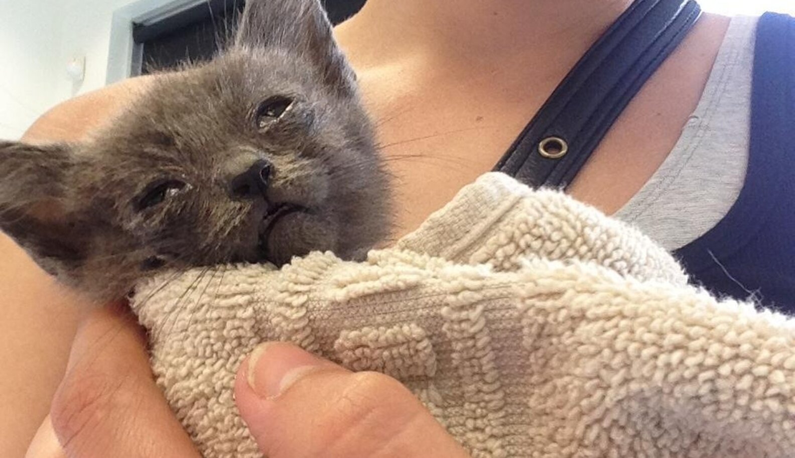 Tiniest Kitten With Eyes Sealed Shut Rescued From Roadside