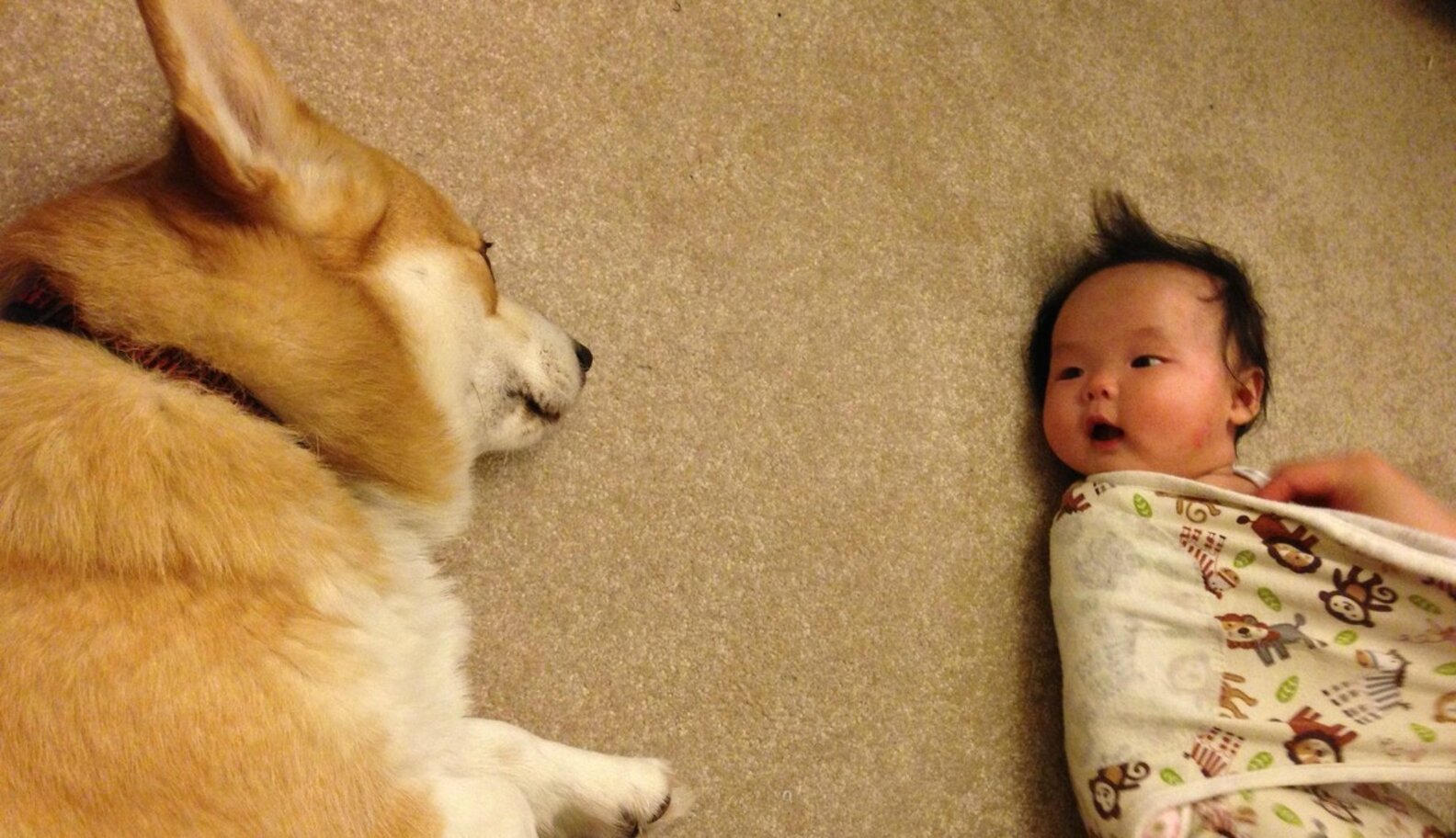 20 Dogs Who Are Totally Watching Out For Their Human Babies The Dodo