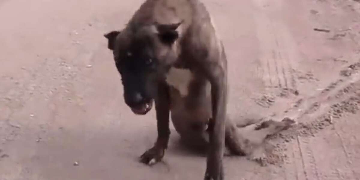 Dog Found Dragging His Legs On Street Learns To Walk Again Videos