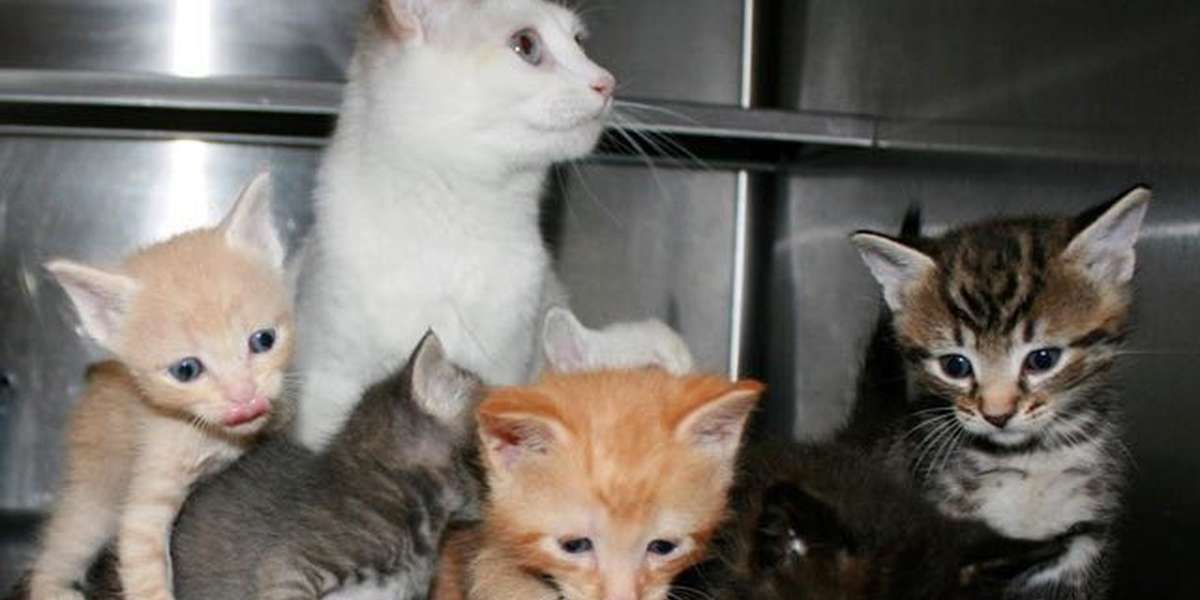 Rescue Cat Gives Birth, Then Adopts More Kittens The Dodo