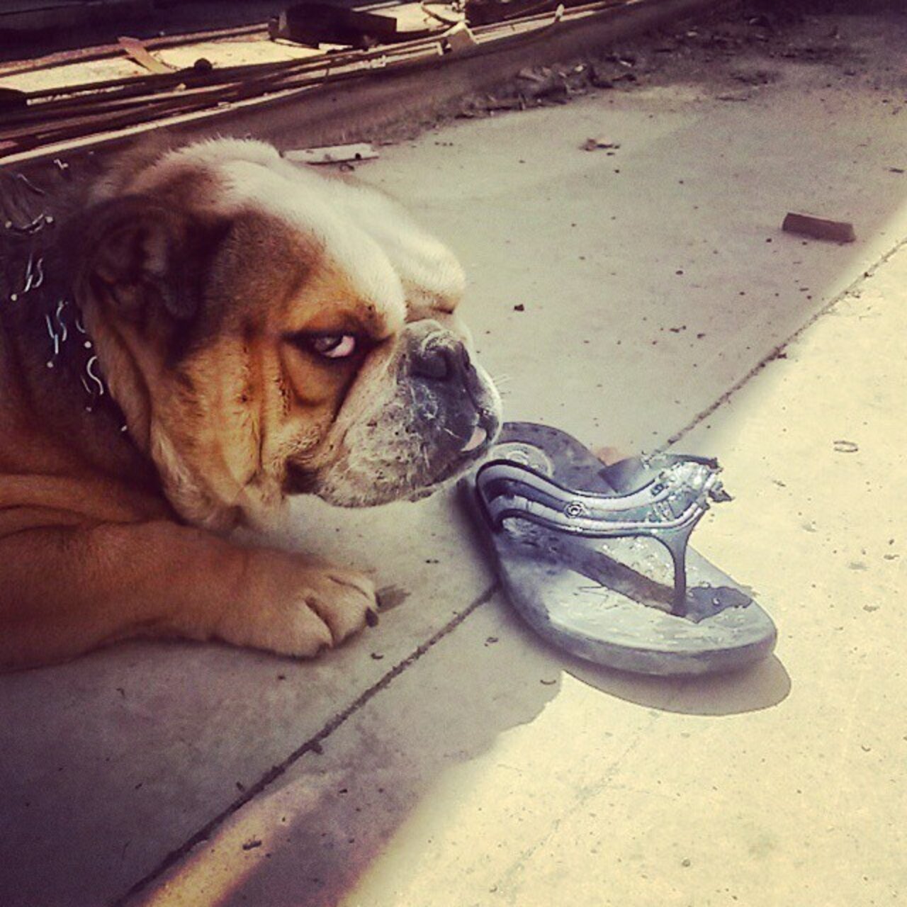 16 Pets Who Are Skeptical Of Your FlipFlop Addiction The Dodo