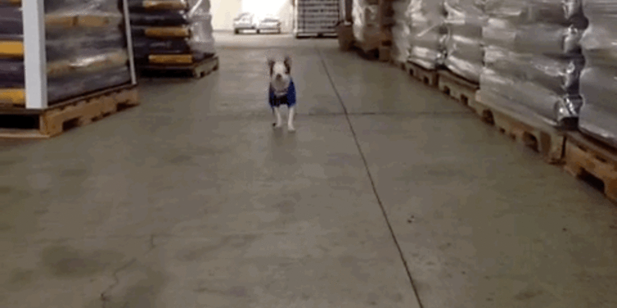 Boston Terrier Puppy Hops Like A Bunny The Dodo