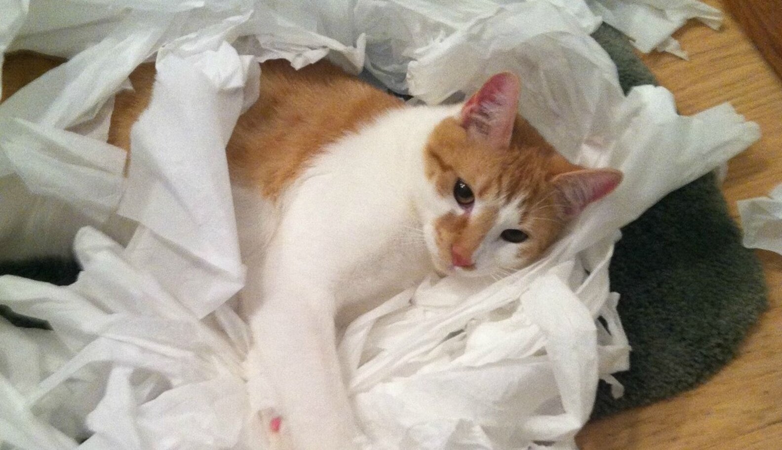 24 Totally Guilty Toilet Paper Assailants The Dodo