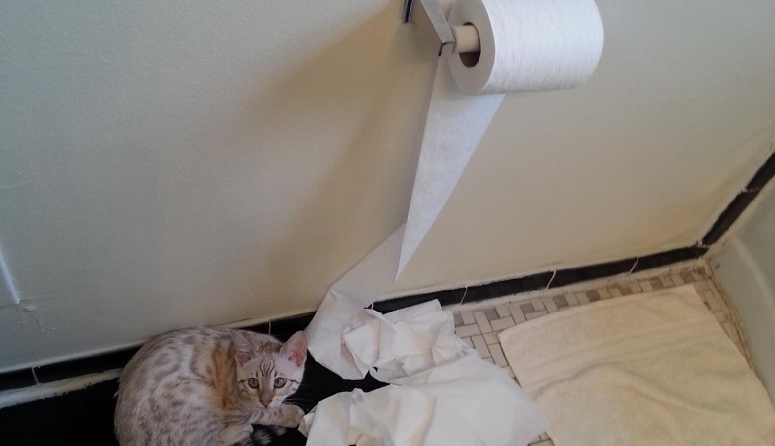 24 Totally Guilty Toilet Paper Assailants The Dodo