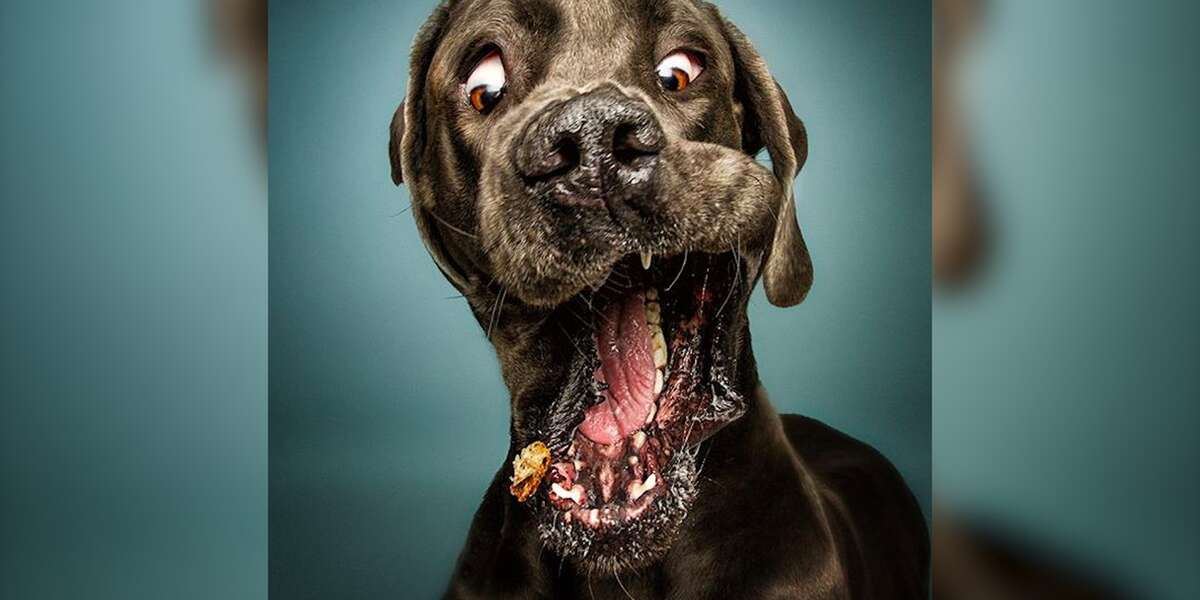 Photos Show Dogs Trying SO Hard To Catch Treats The Dodo