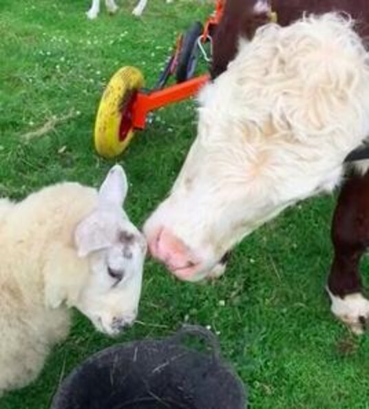 Rescued Bull Has His Own Wheelchair AND A Sheep Best Friend The Dodo