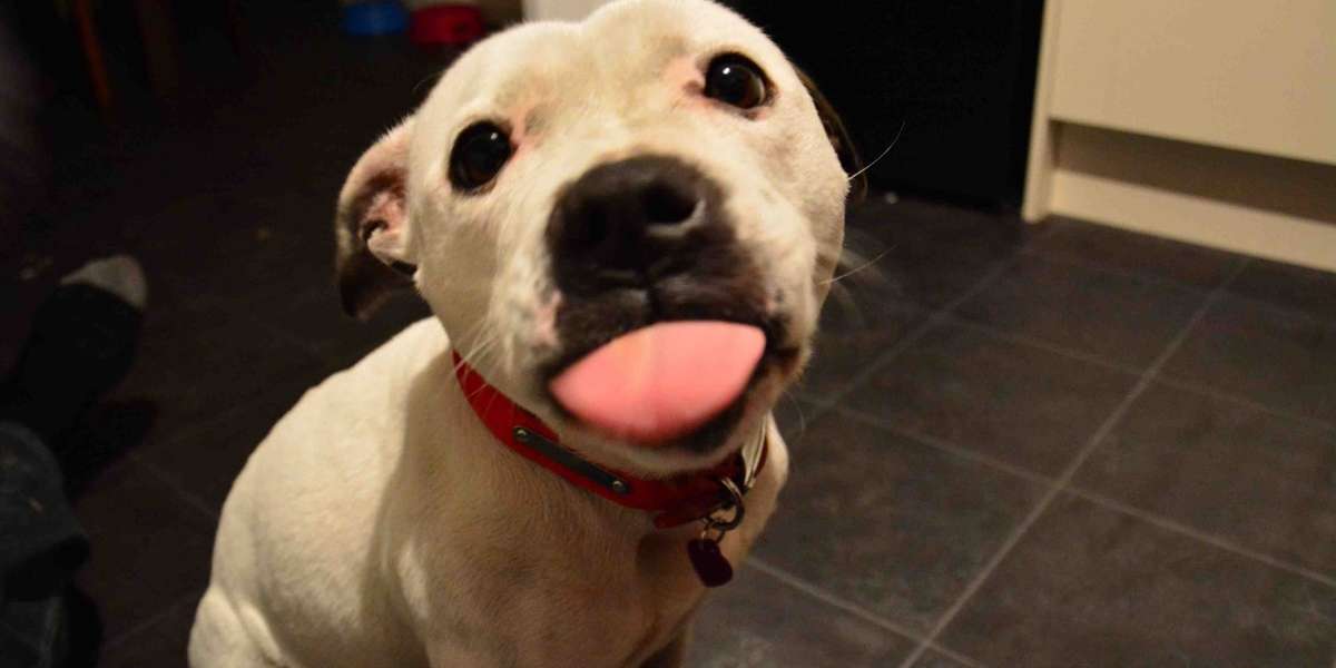14 Stages Of Your Dog's Peanut Butter Addiction The Dodo