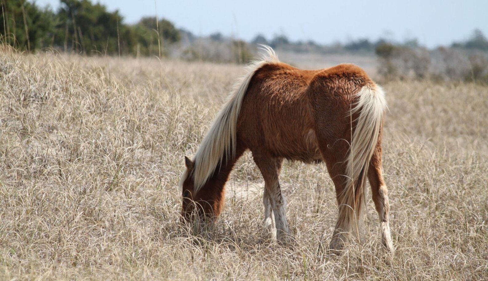 Exposing 'Kill Buyers' Who Feed the Horse Slaughter Pipeline The Dodo