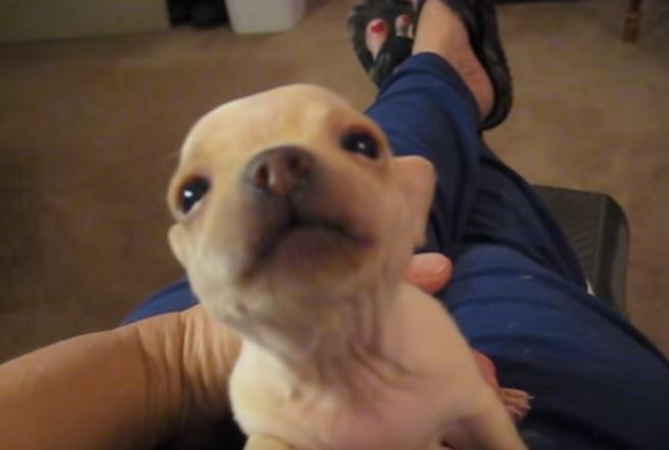 Baby Chihuahua got its voice for the first time