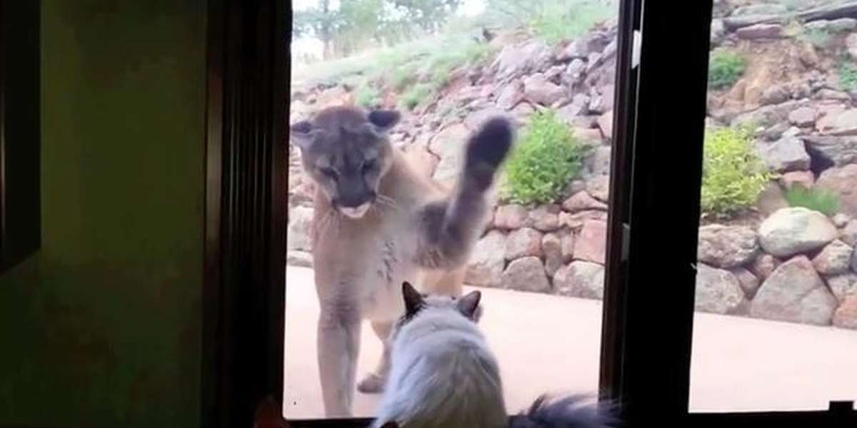 Curious Mountain Lion Tries To Meet Little House Cat The Dodo