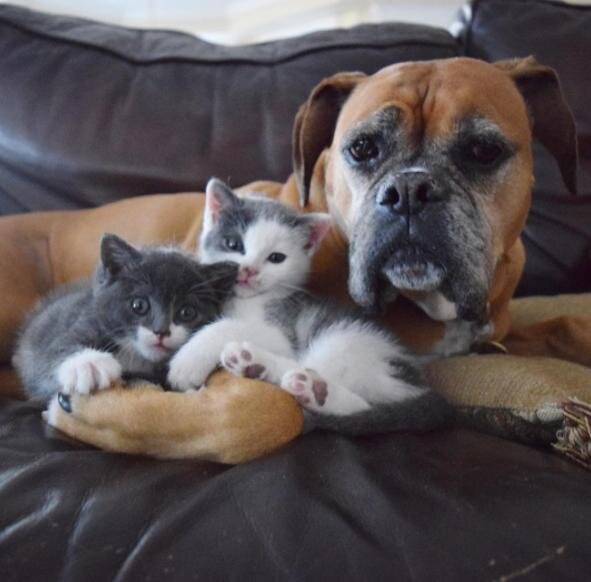 Dog Loves Foster Kittens So Much Her Mom Adopts One For Her The Dodo