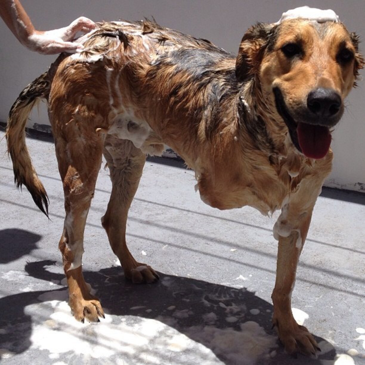 21 Fearless Dogs Who Have Only 3 Legs The Dodo