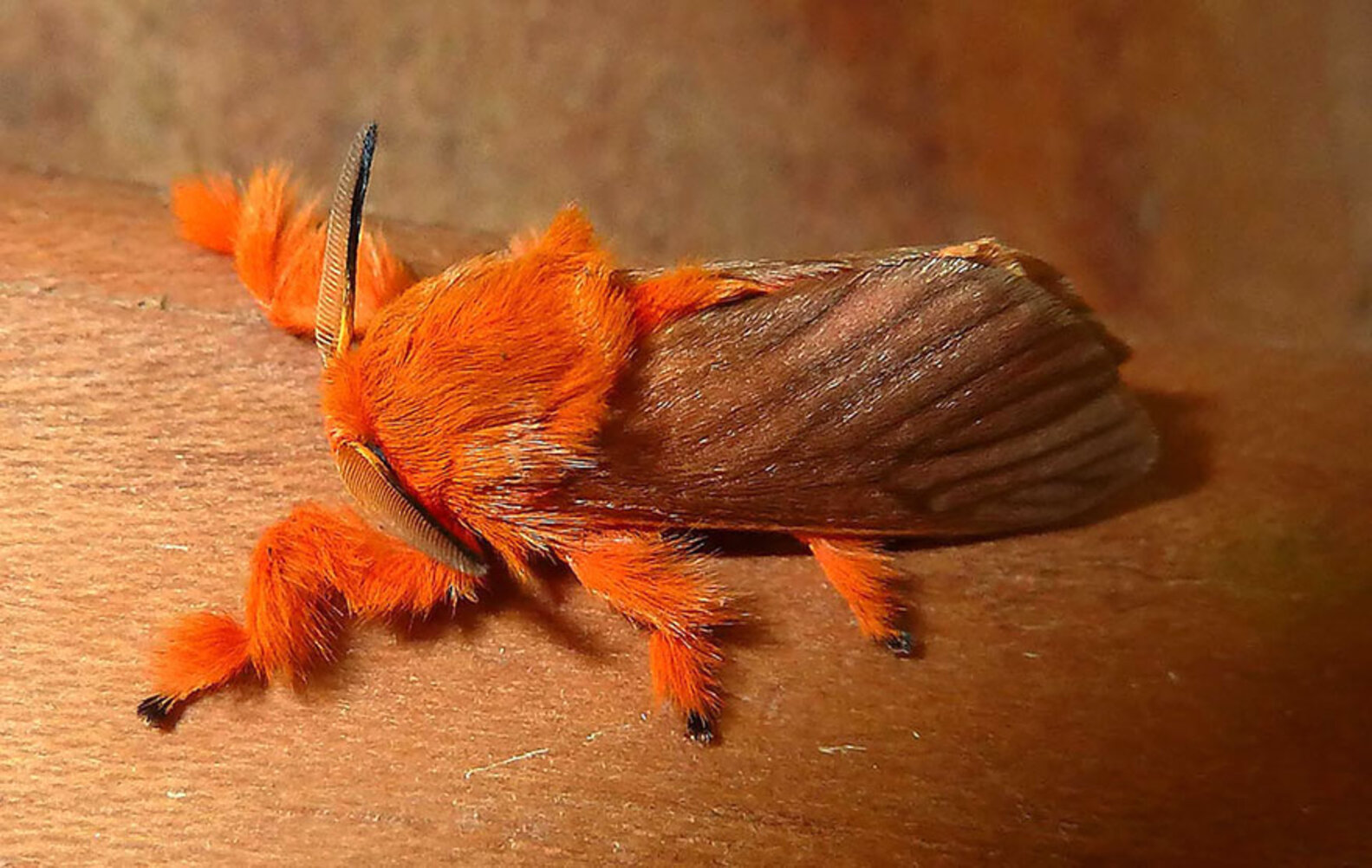 6 Furry Moths You Could Easily Take for a Pet The Dodo