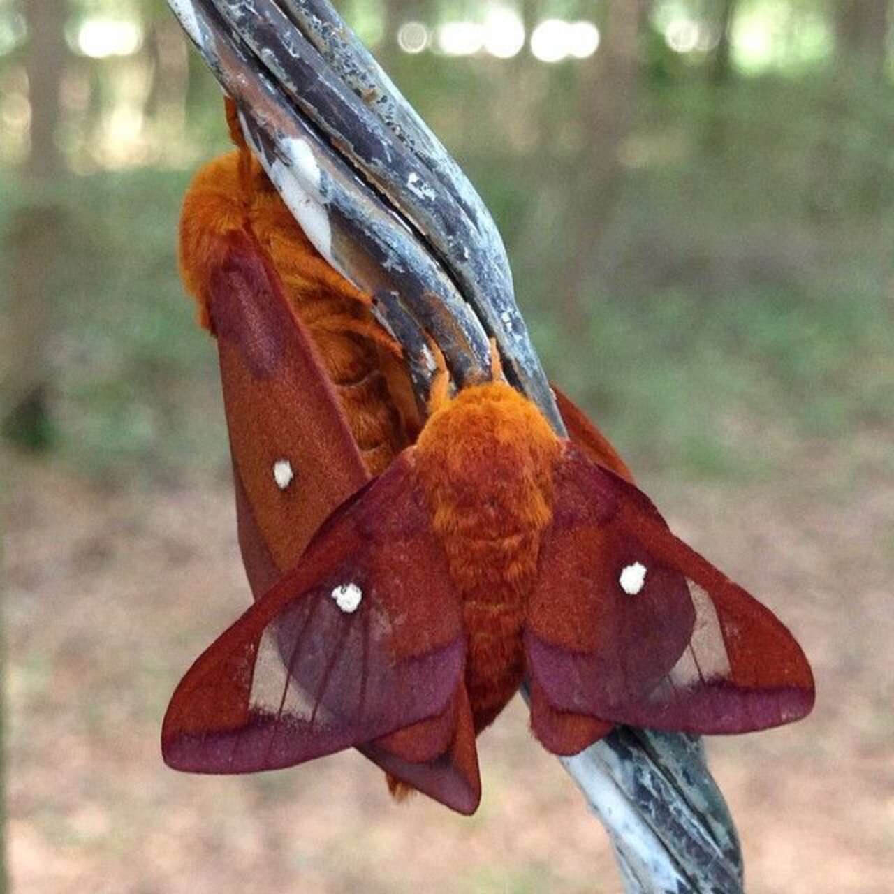 6 Furry Moths You Could Easily Take for a Pet The Dodo