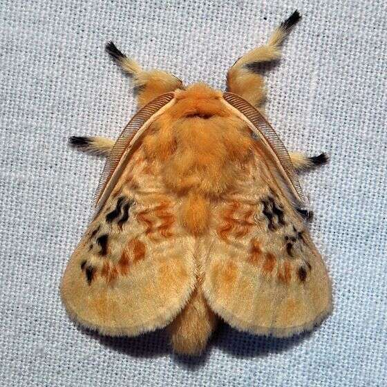 6 Furry Moths You Could Easily Take for a Pet The Dodo
