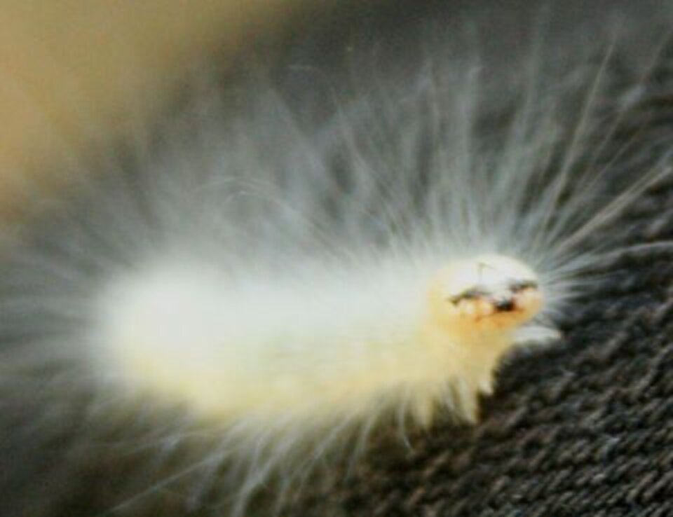 6 Furry Moths You Could Easily Take for a Pet The Dodo