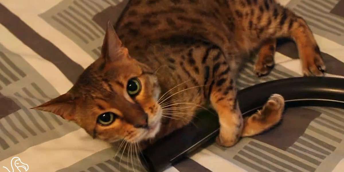 WATCH Cats And Vacuums A Love/Hate Relationship The Dodo