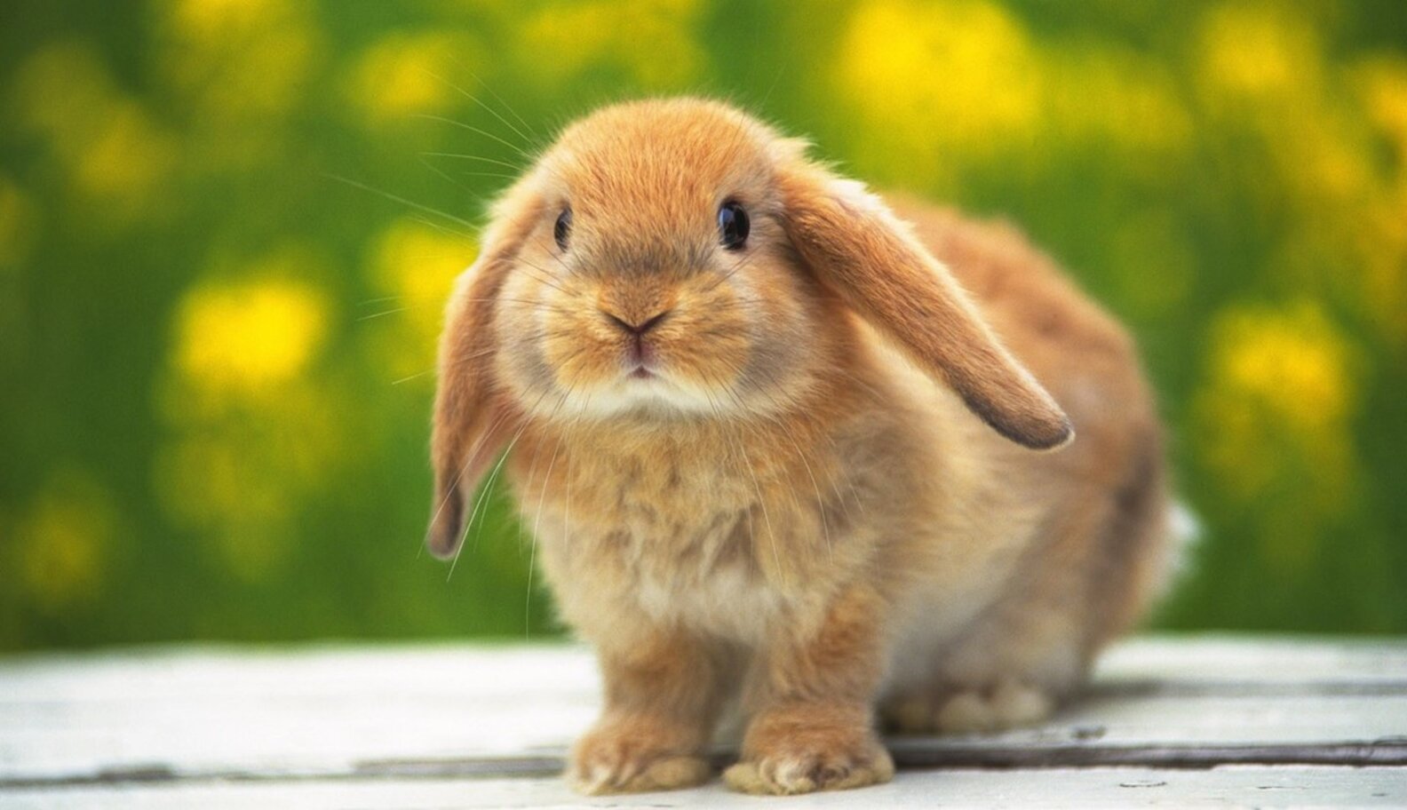 5 Of The Most AnimalFriendly Fashion Brands, And Why You Should