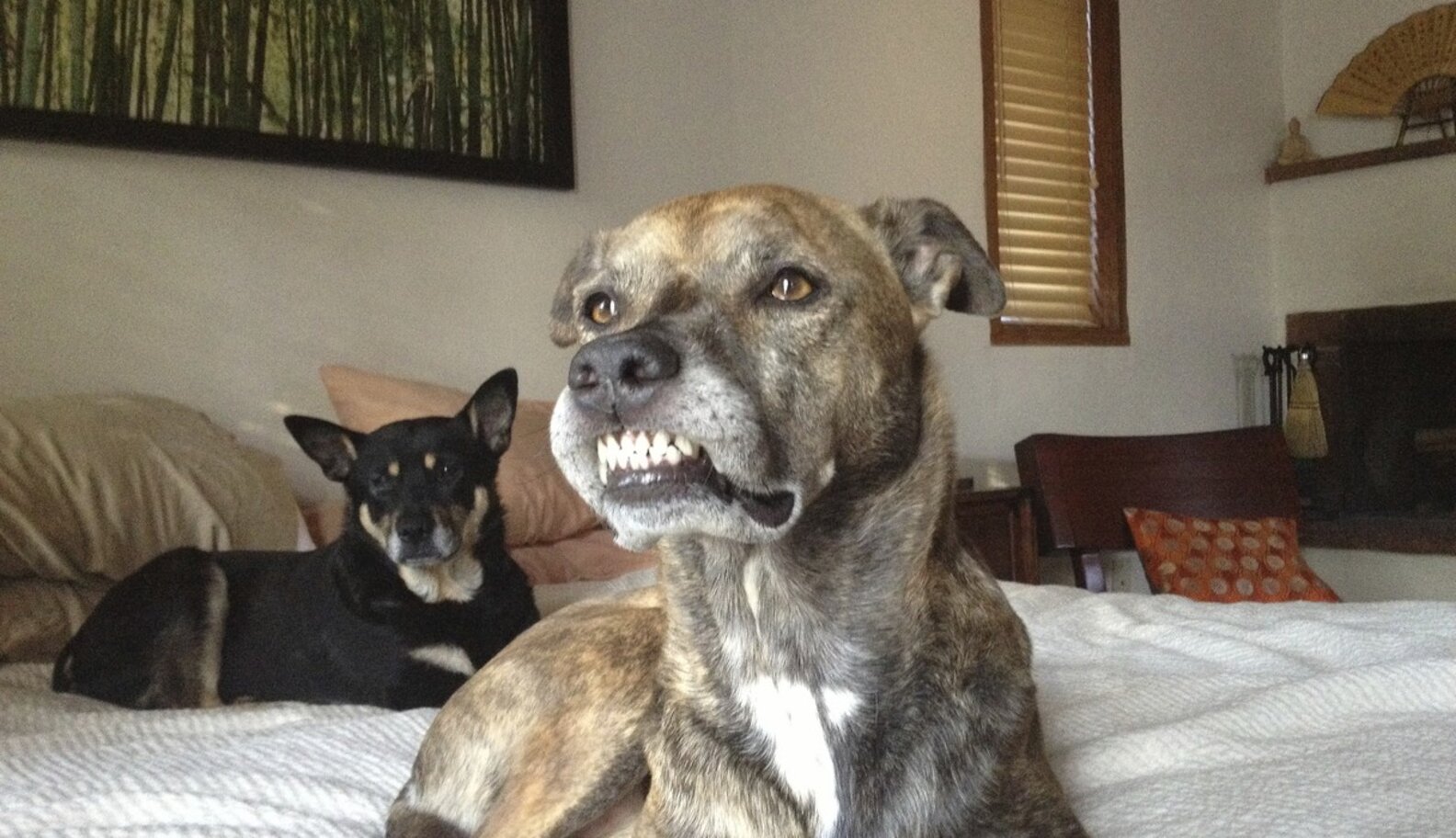 5 Dogs Whose Lips Are Stuck To Their Teeth The Dodo