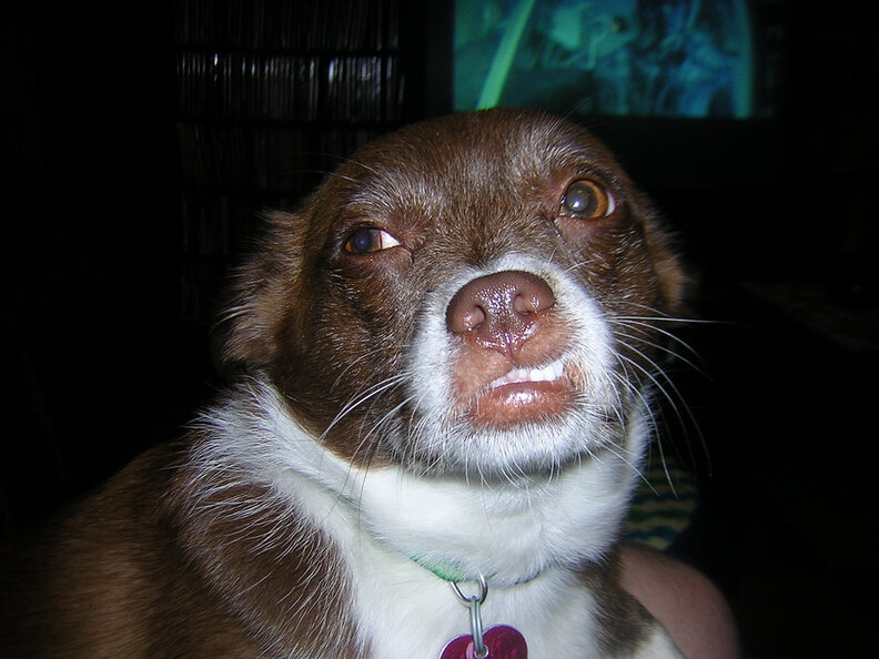 Puppy Lips Stuck On Teeth