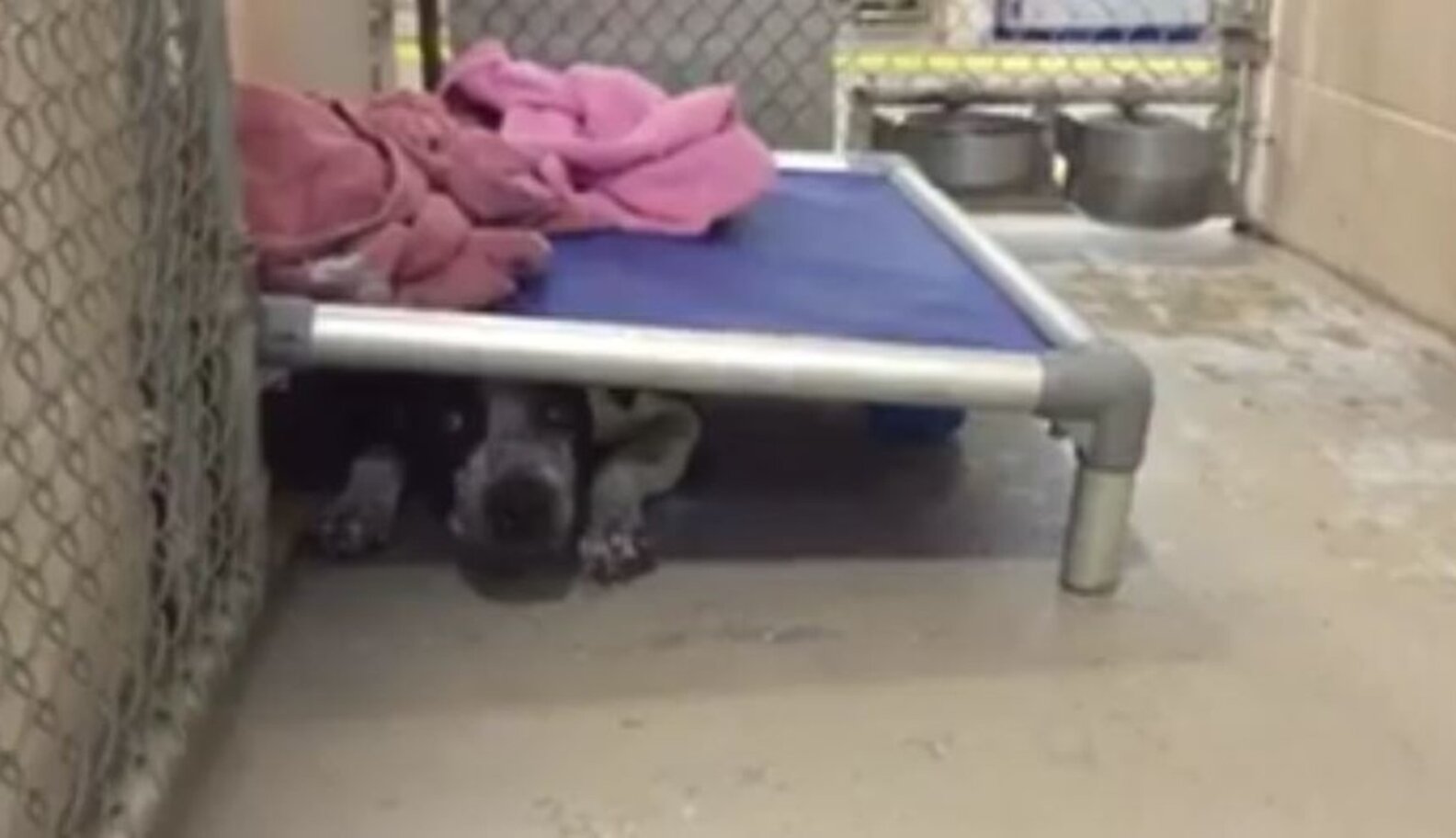 Dog Has Been In Shelter So Long, She Just Hides Under Her Bed The Dodo