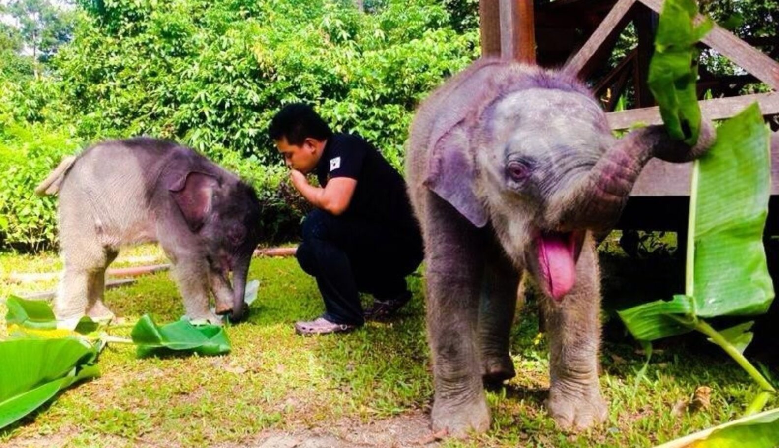 Lost Baby Elephants In Safe Hands As Rescuers Race To Find Their