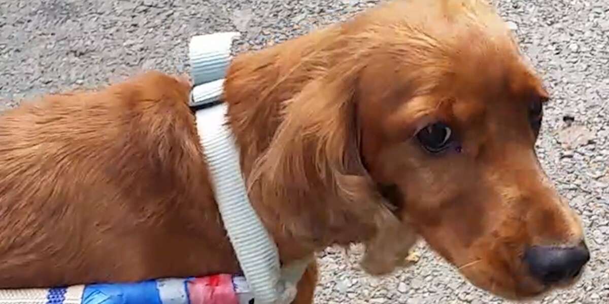 Every Dog Gets A Wheelchair At This Animal Hospital The Dodo