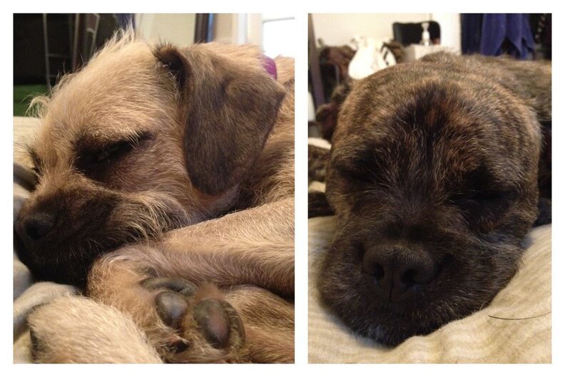 Do Puppies Ever Miss Their Mom