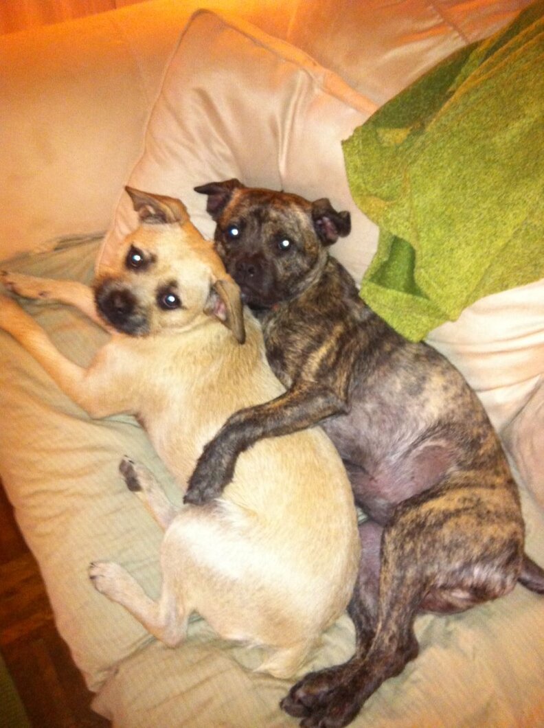 Dogs Stolen 3 Years Ago In Hartford, CT Are Still Missing The Dodo