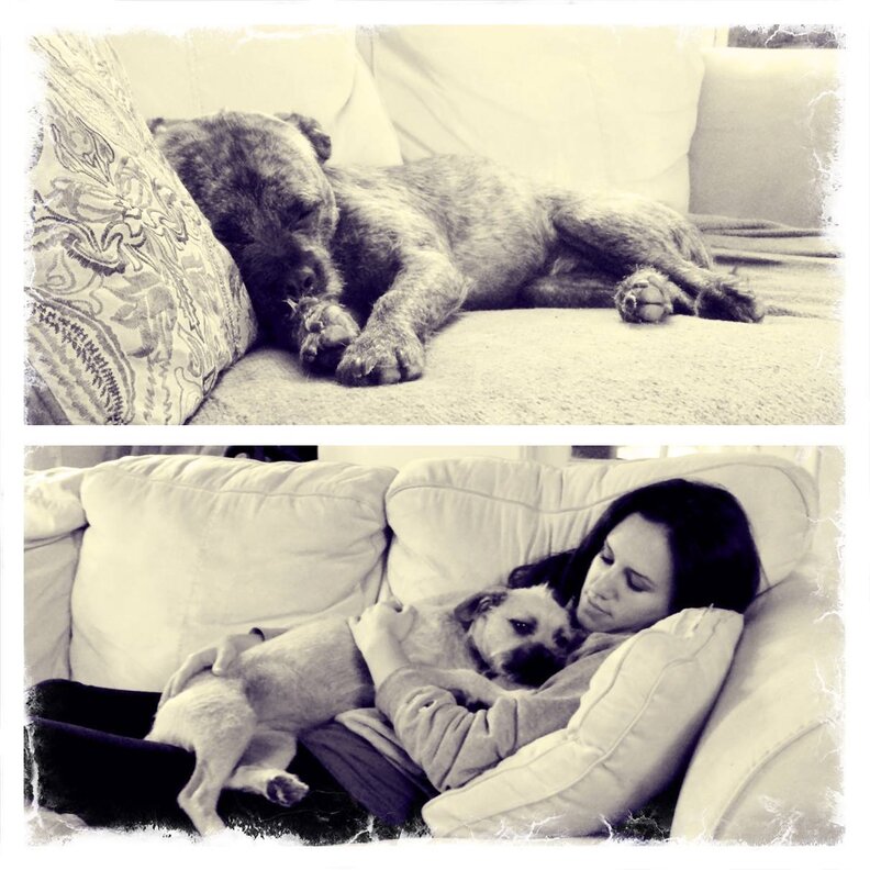 Dogs Stolen 3 Years Ago In Hartford, CT Are Still Missing The Dodo