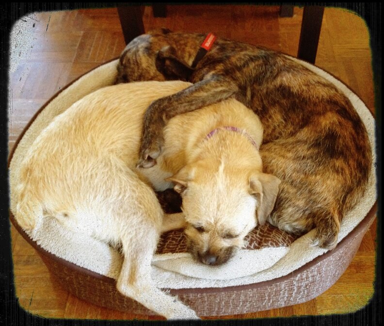 Dogs Stolen 3 Years Ago In Hartford, CT Are Still Missing The Dodo