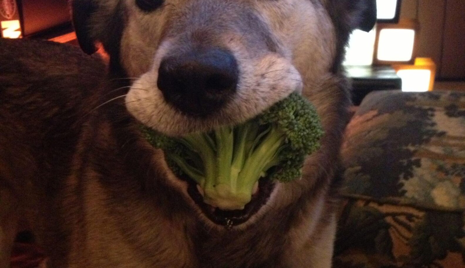 11 Cats and Dogs Who Totally Don't Get Why Some People Hate Broccoli