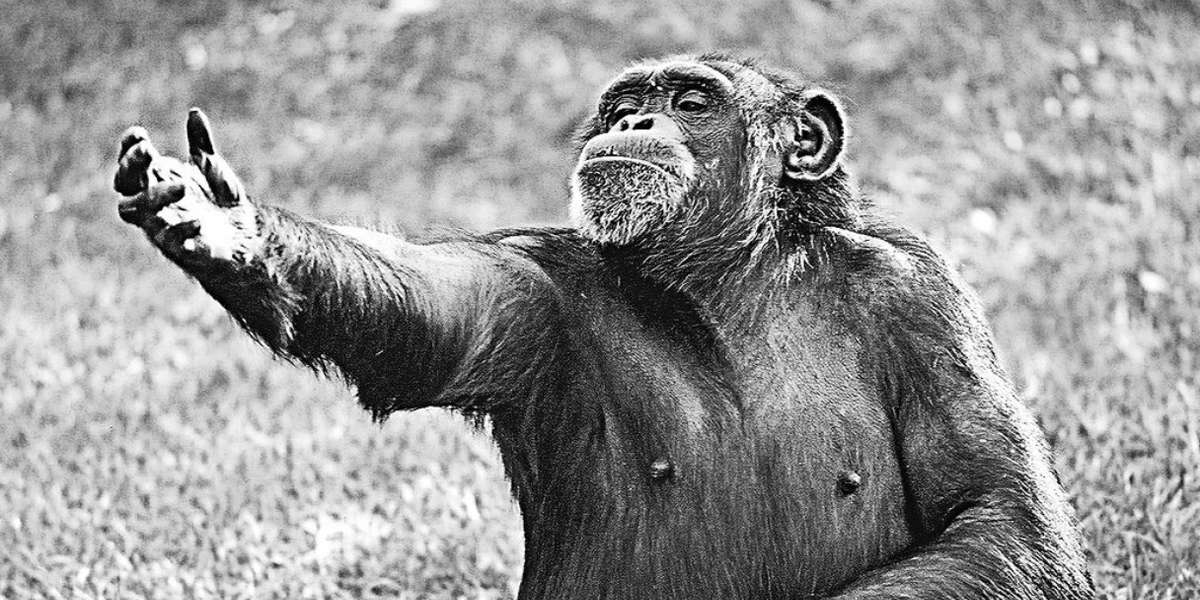 What Calling Animals "Who" Really Means The Dodo