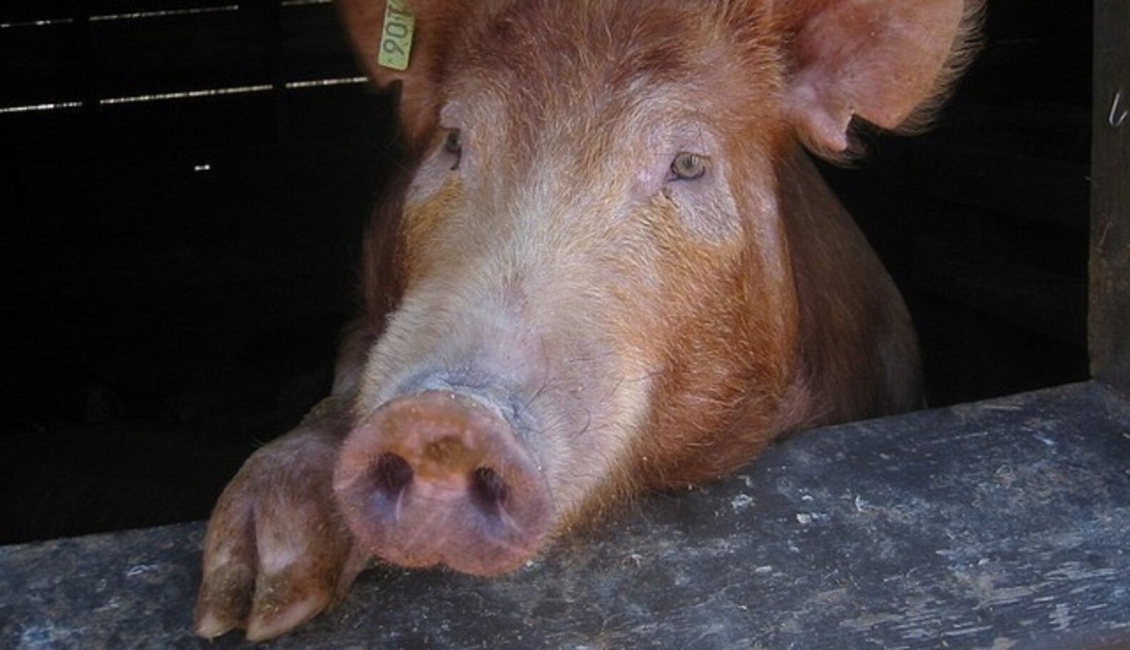 What Humane Slaughterhouses Don't Solve The Last Pig Problem The Dodo