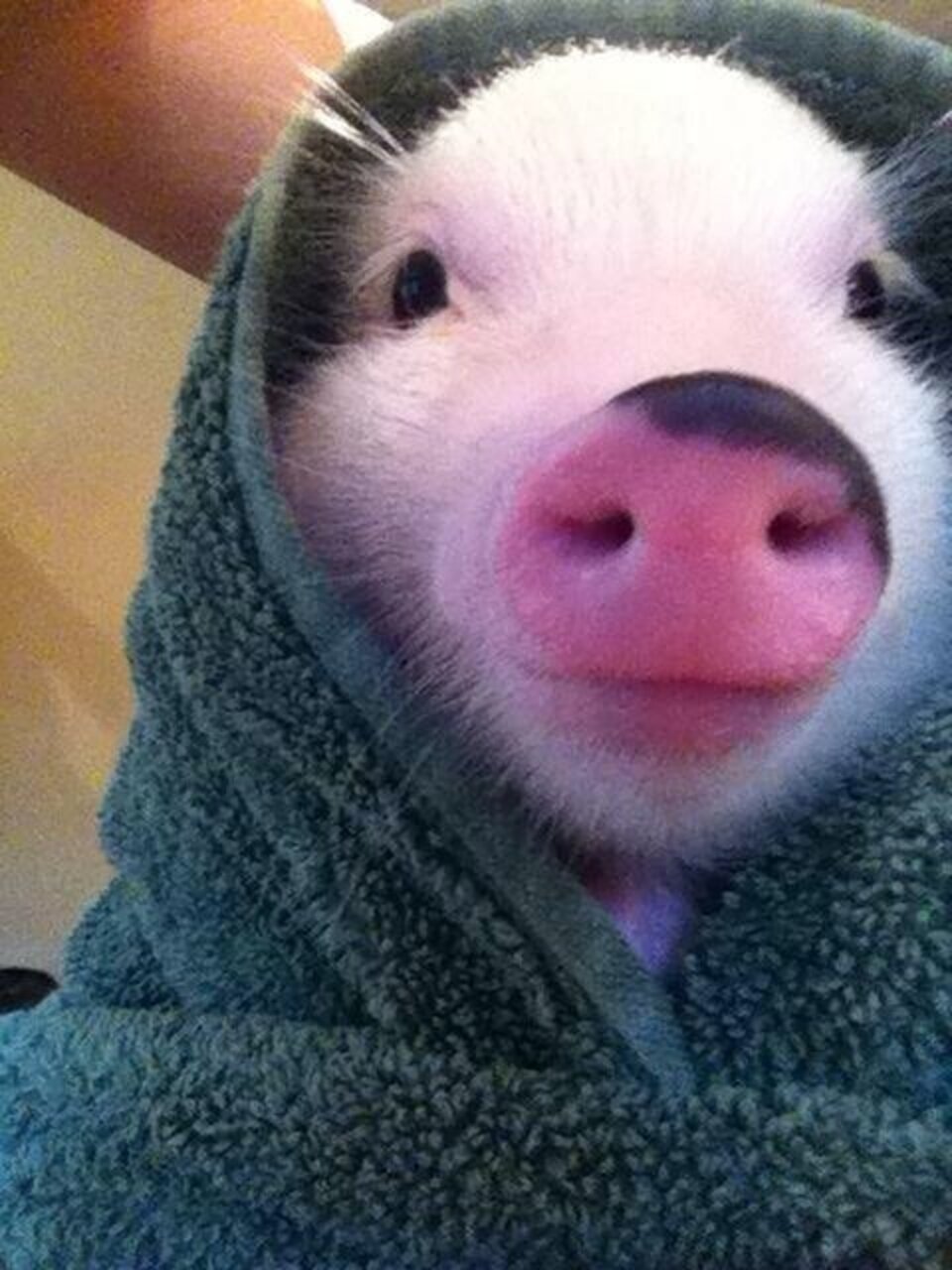 18 Pigs Who Are Too Adorable To Be Real The Dodo